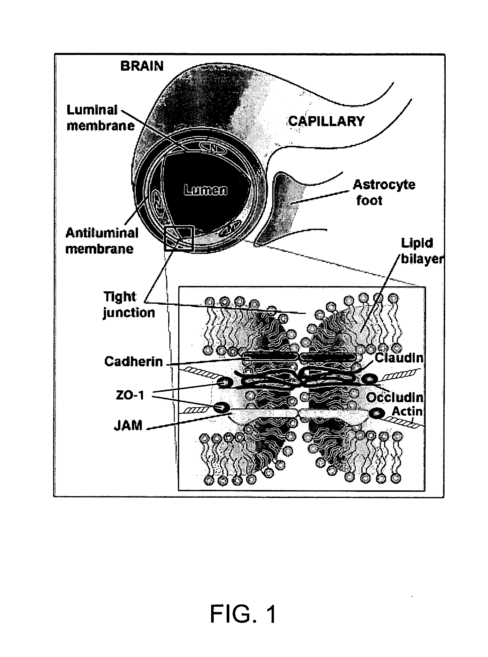 Methods and compositions for treatment of central nervous system injury with isothiocyanates