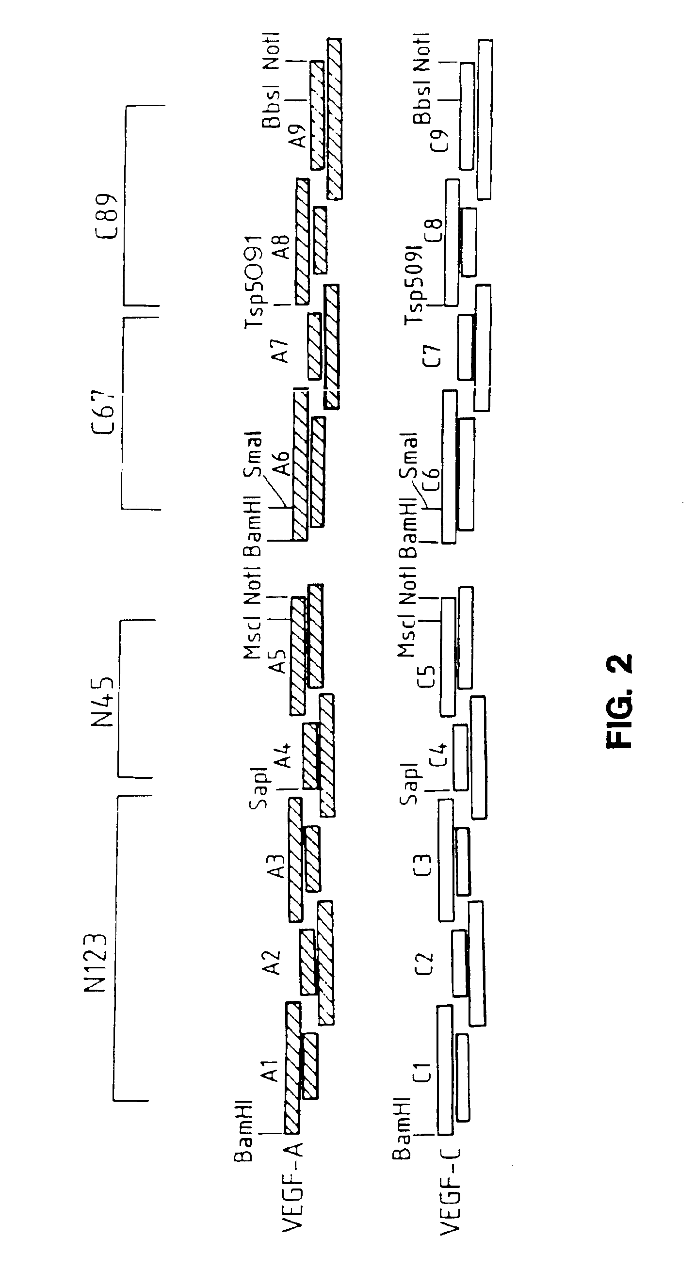 Materials and methods involving hybrid vascular endothelial growth factor DNAs and proteins
