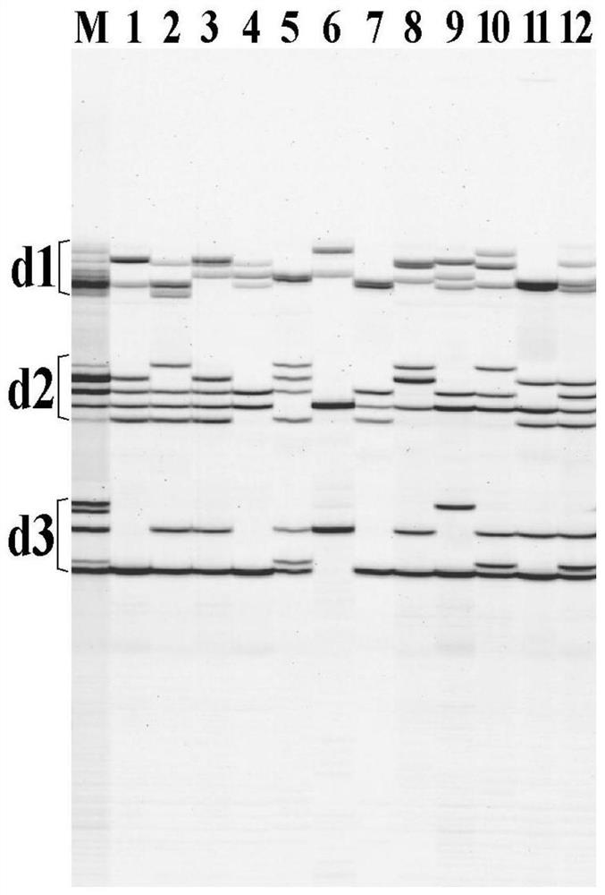 A Method for SSR Analysis of Tetraploid Alfalfa Using Multiplex PCR