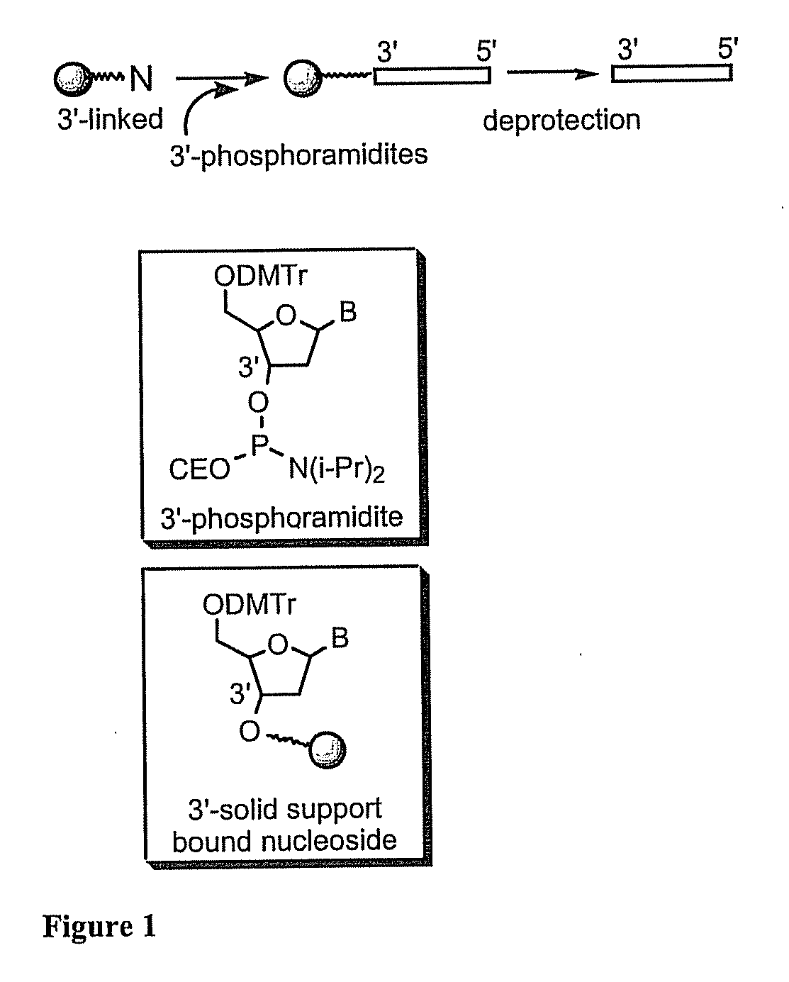 Modulation of Toll-Like Receptor 2 Expression By Antisense Oligonucleotides