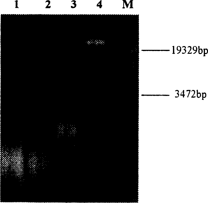 Gene of internal cutting glucanase of Bacillus megatherium and preparation process thereof