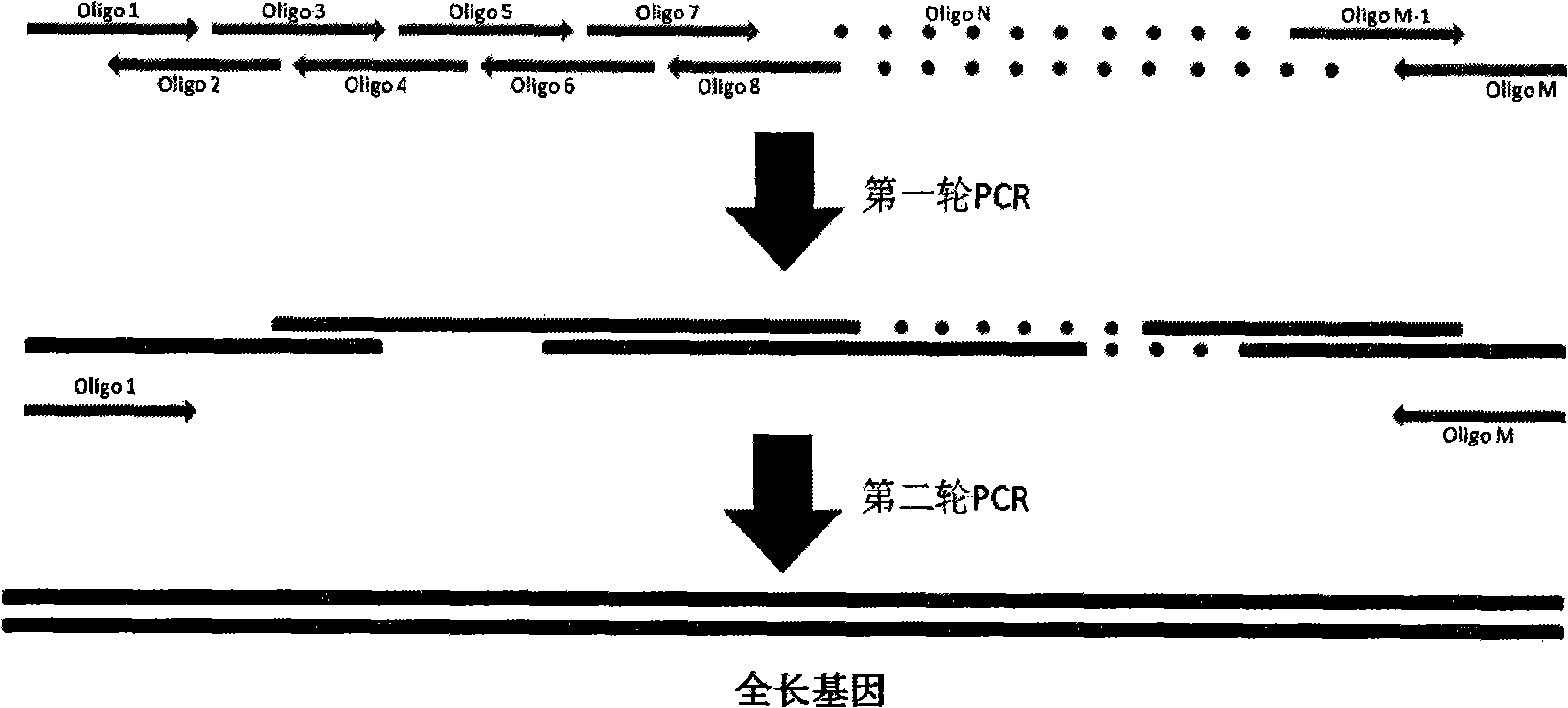 Method for constructing and producing restriction endonuclease Ecop15I