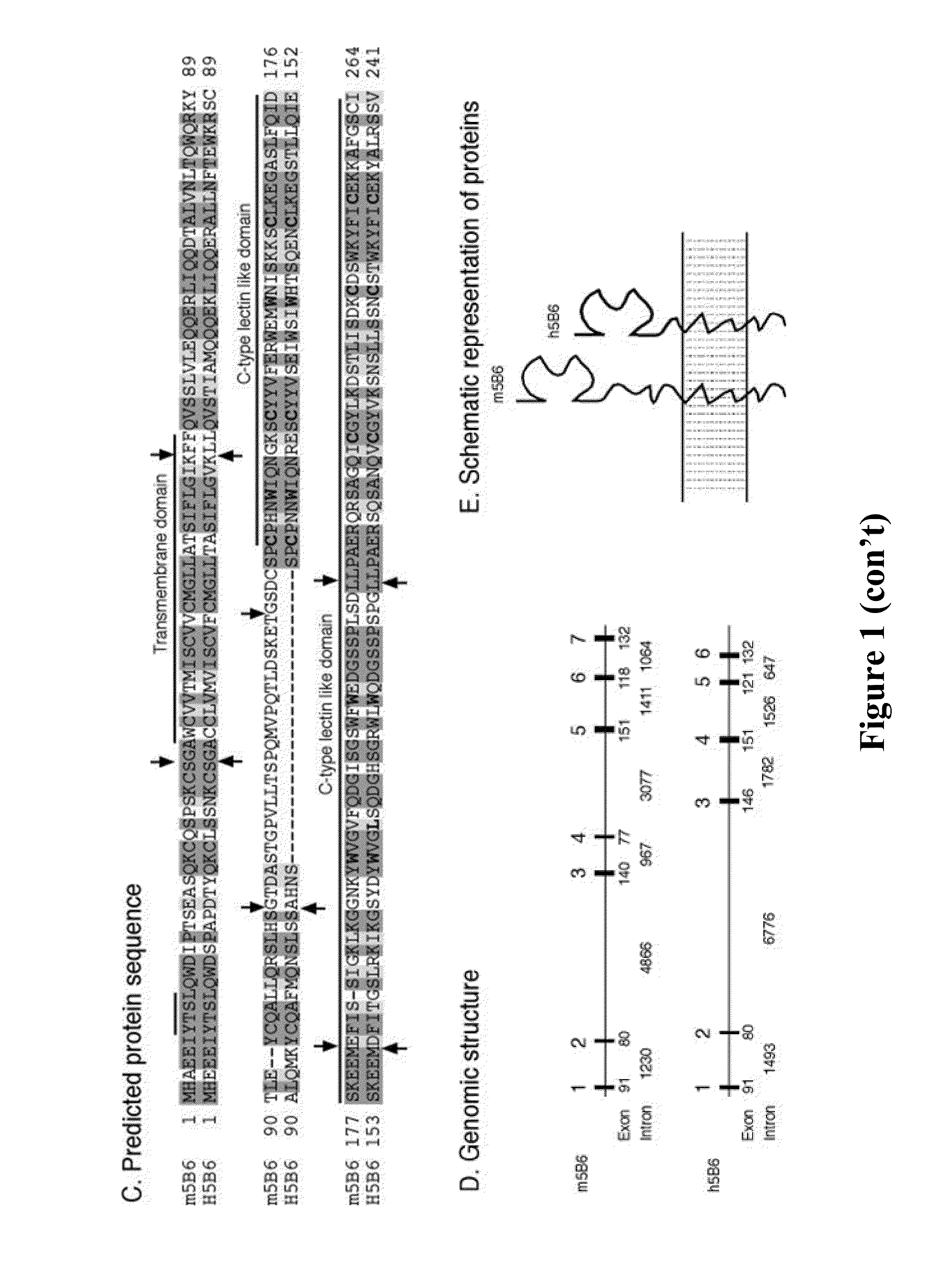 Methods of Detecting Cells with a Disrupted Cell Membrane, Cells Infected with A Pathogen, Dying Cells or Dead Cells