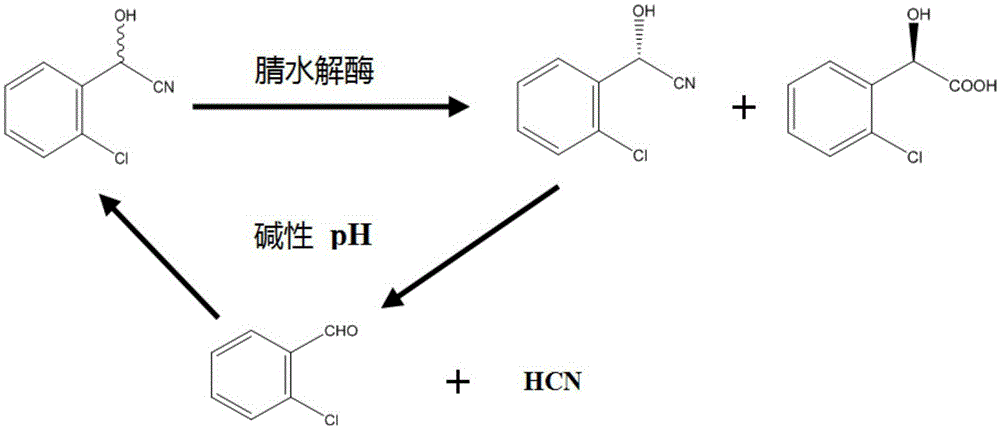 Method for preparing (R)-o-chloromandelic acid through enzyme and application of enzyme