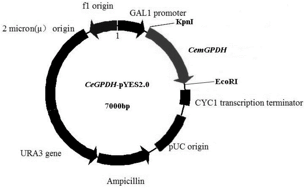 cemgpdh gene and its application