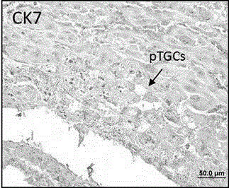 Application of p110 delta and antibody of p110 delta in specifically marking trophoblast giant cell (pTGC)