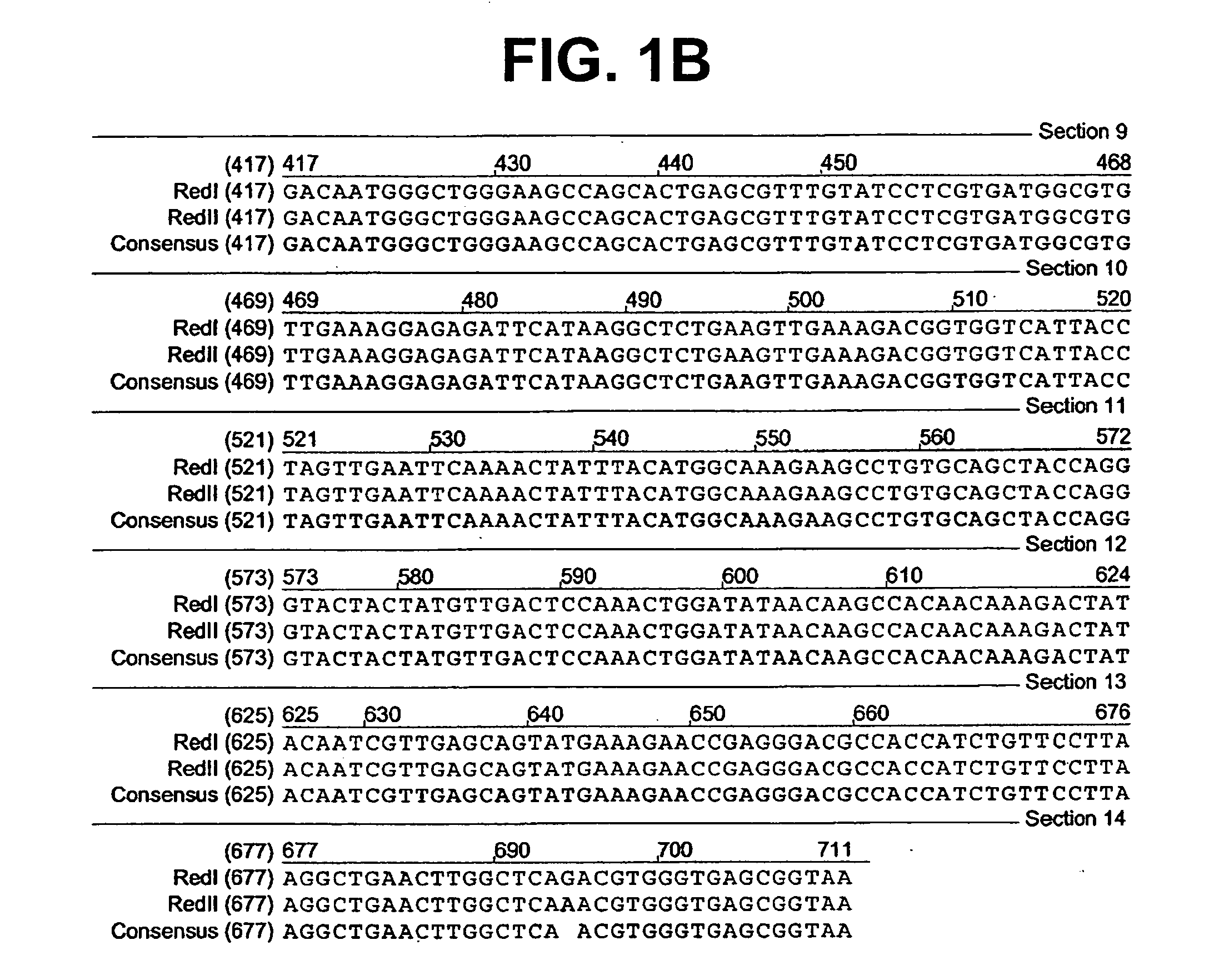 Fluorescent proteins from aquatic species