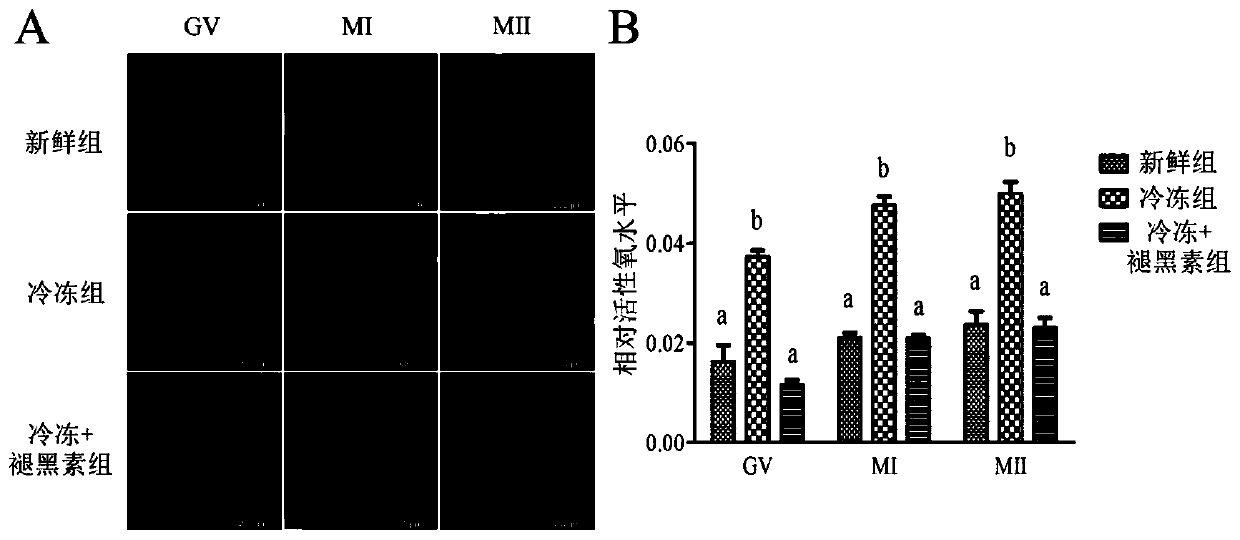 Method for improving in vitro maturation of oocytes in foaming stage after vitrification freezing