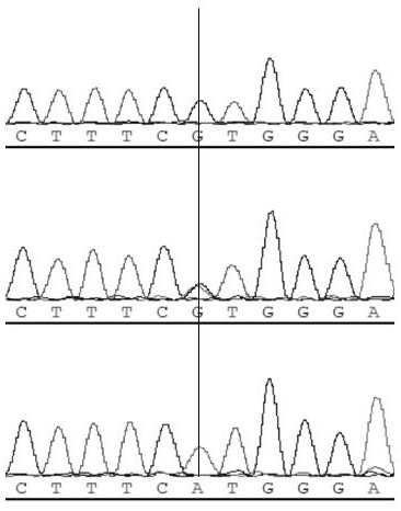 Method and primers for identifying farrowing performance of sows