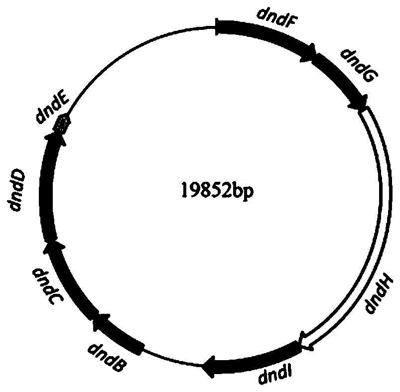 Antiphagin and artiviral system based on DNA sulfur phosphorus acylation modification