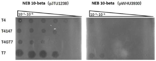 Antiphagin and artiviral system based on DNA sulfur phosphorus acylation modification