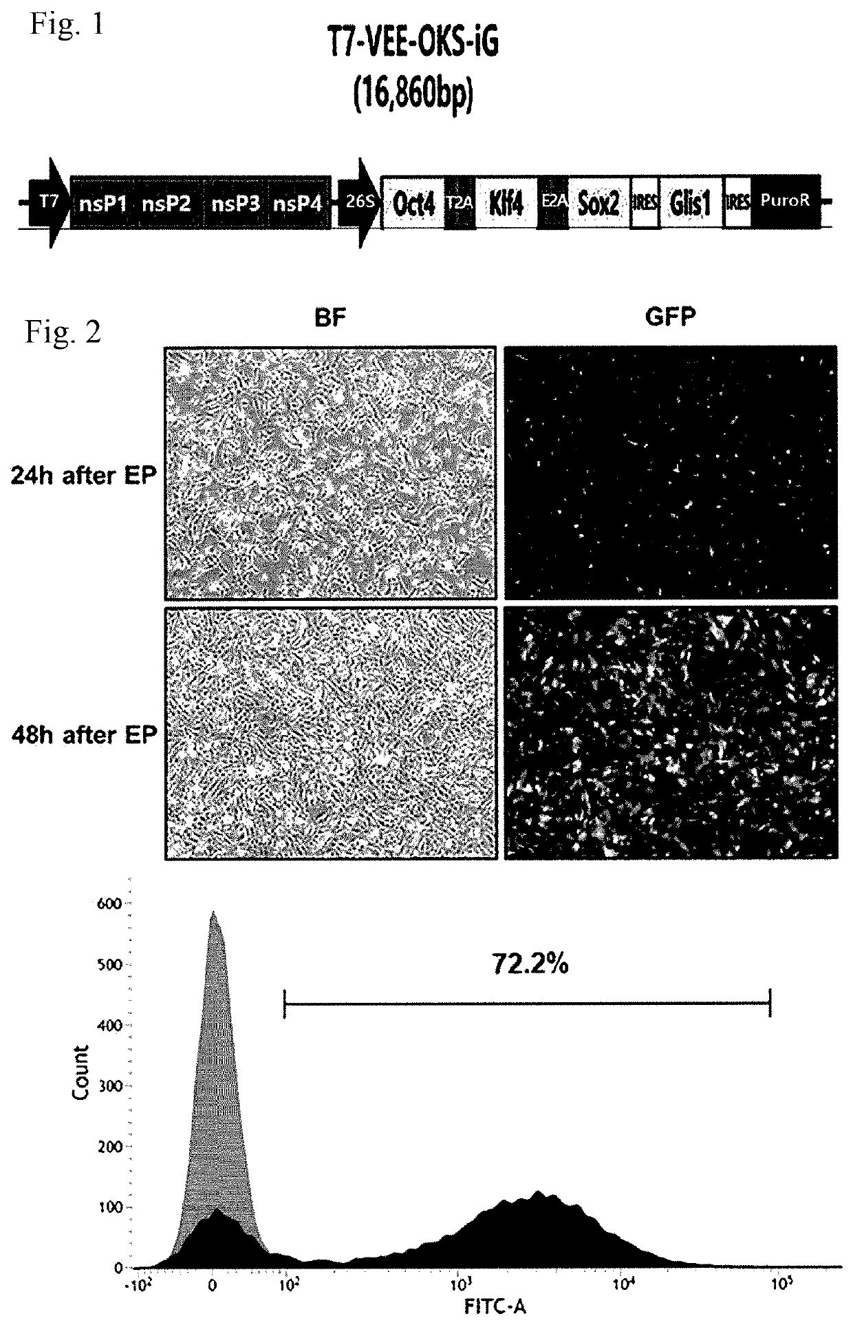 A method for direct reprogramming of urine cells into neural stem cells using synthetic mRNA