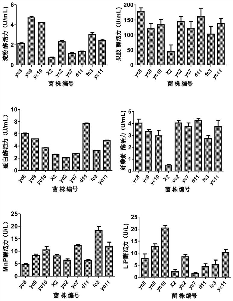 Bacteria with multiple degradation effects on bad components of tobacco leaves and application