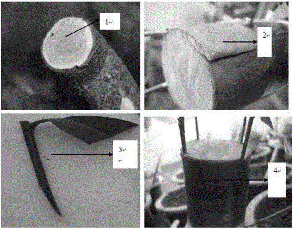 Method for grafting camellias on camellia oleifera root segments