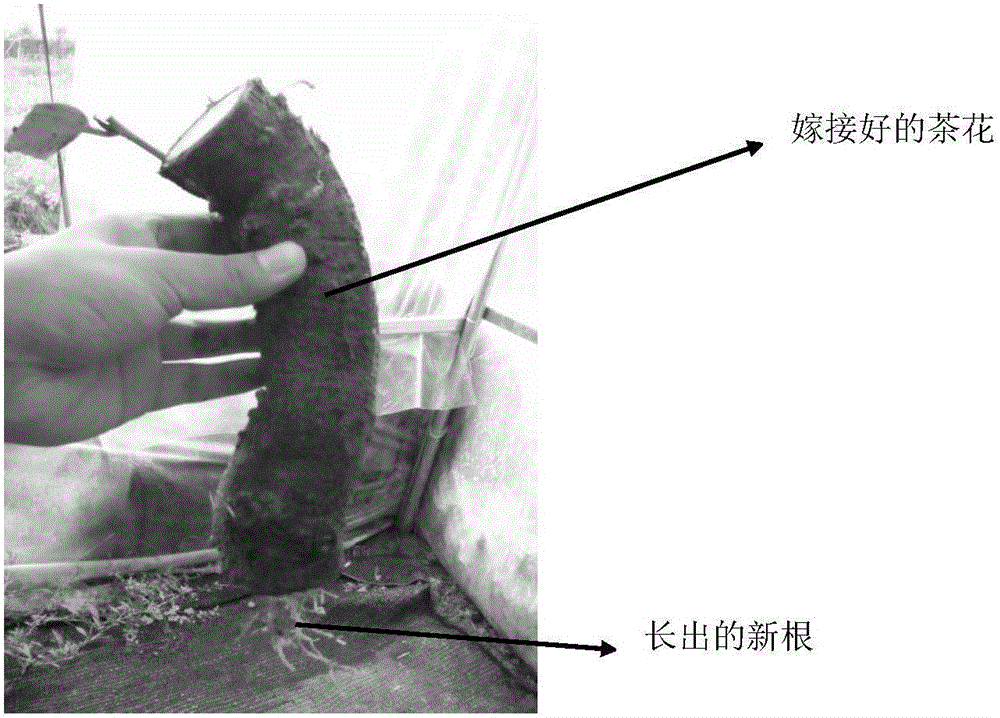 Method for grafting camellias on camellia oleifera root segments