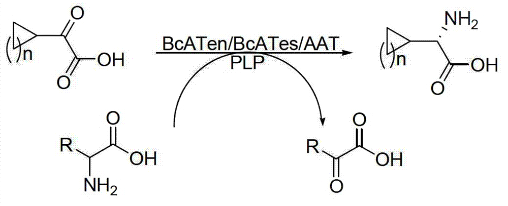 Method for synthetizing chiral cyclic alkyl amino acid by amino transferase