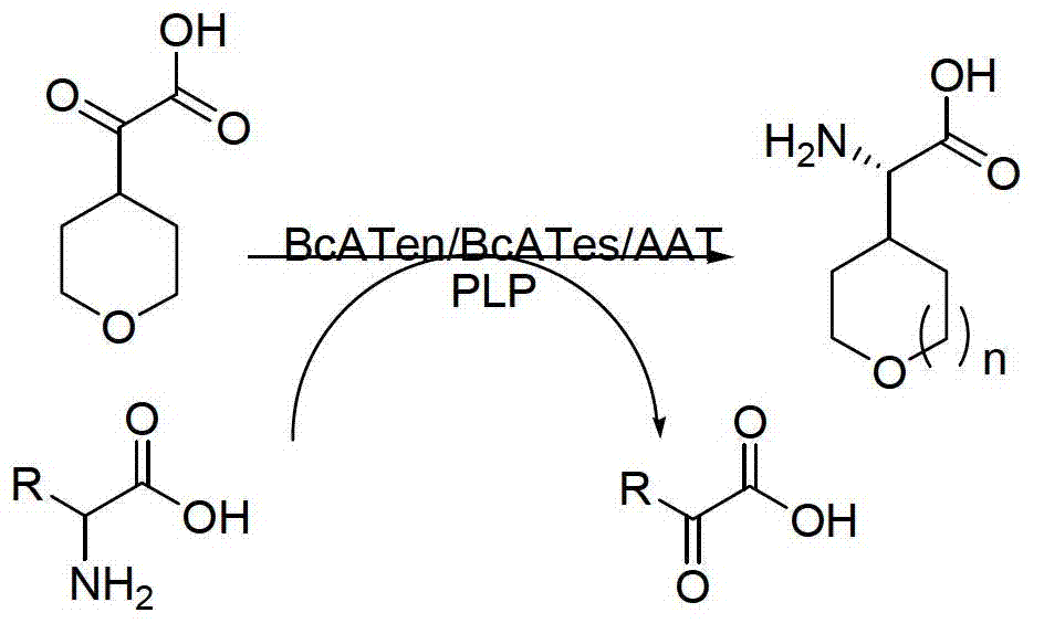 Method for synthetizing chiral cyclic alkyl amino acid by amino transferase
