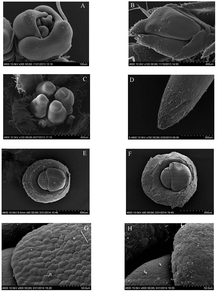 Young plant sample critical point drying method for scanning electron microscope