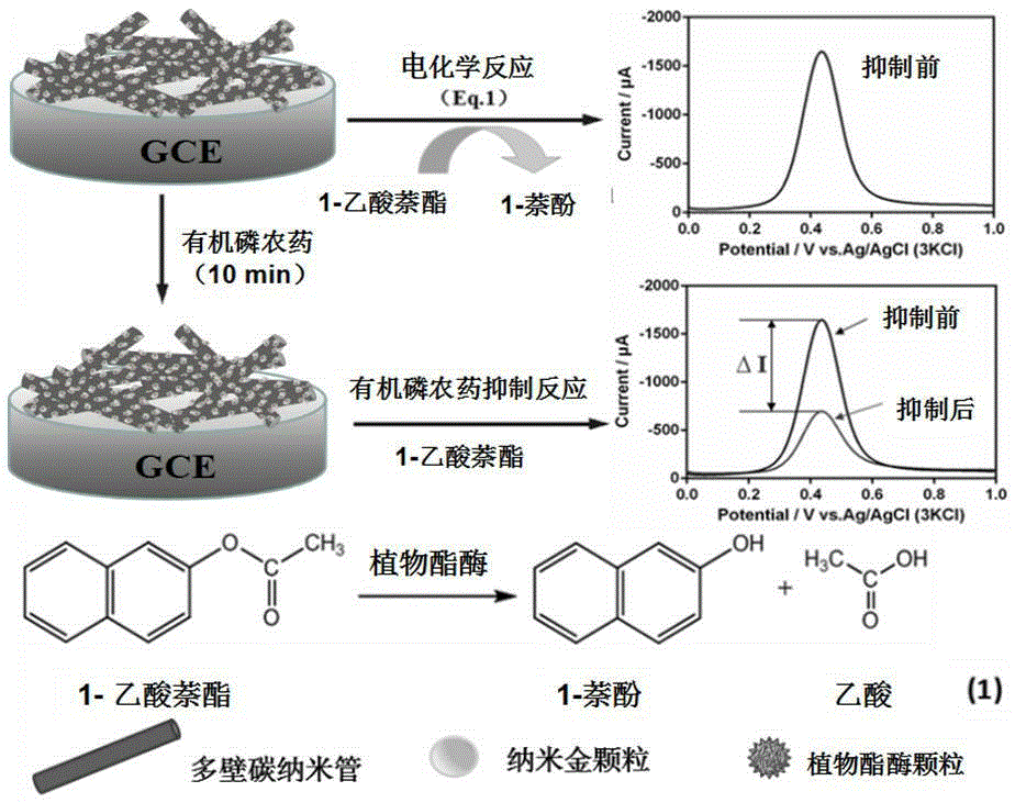 Method for rapidly detecting pesticide residue based on plant esterase