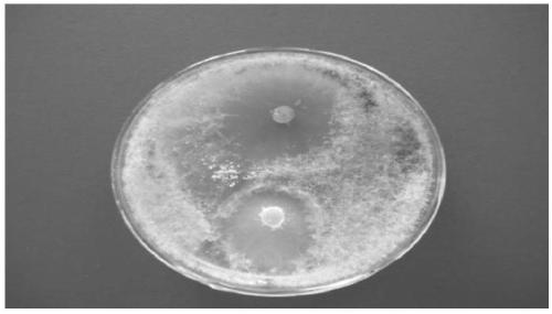Trichoderma strain isolated from extremely arid desert environment, cultivation method, use method, straw colonization method and application thereof