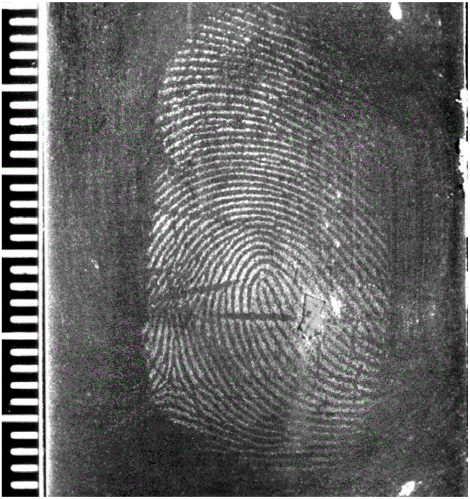 Magnetic fingerprint revealing powder and preparation method and application thereof