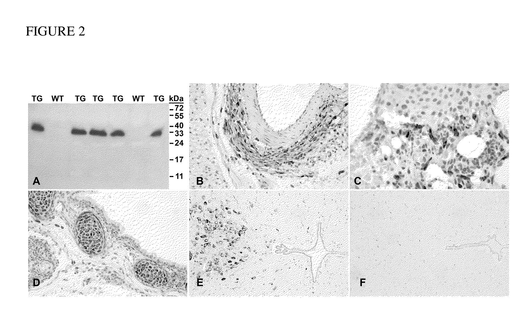 Compositions and methods for regulating metabolism