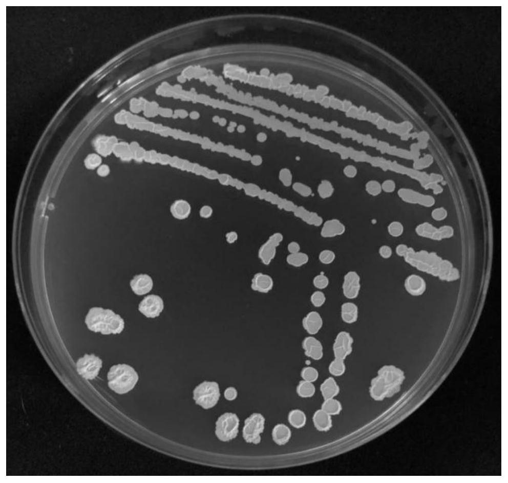 A strain of Bacillus Velez that suppresses viruses and promotes plant growth and its application