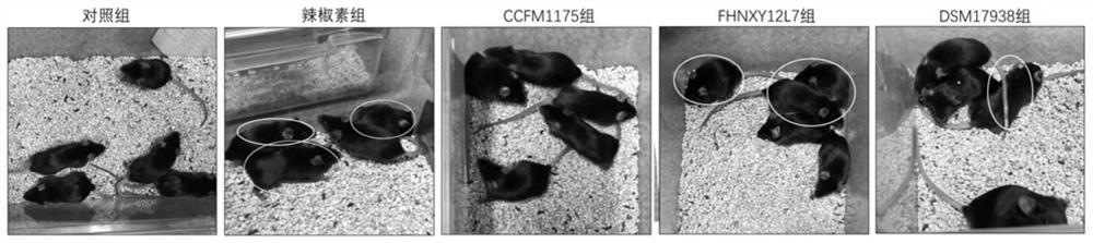 Lactobacillus reuteri for relieving gastrointestinal injury caused by capsaicin and application thereof