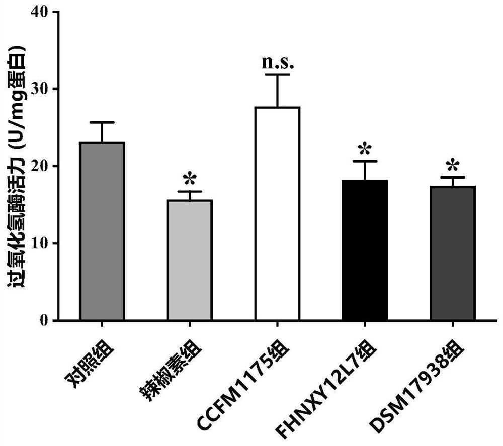 Lactobacillus reuteri for relieving gastrointestinal injury caused by capsaicin and application thereof