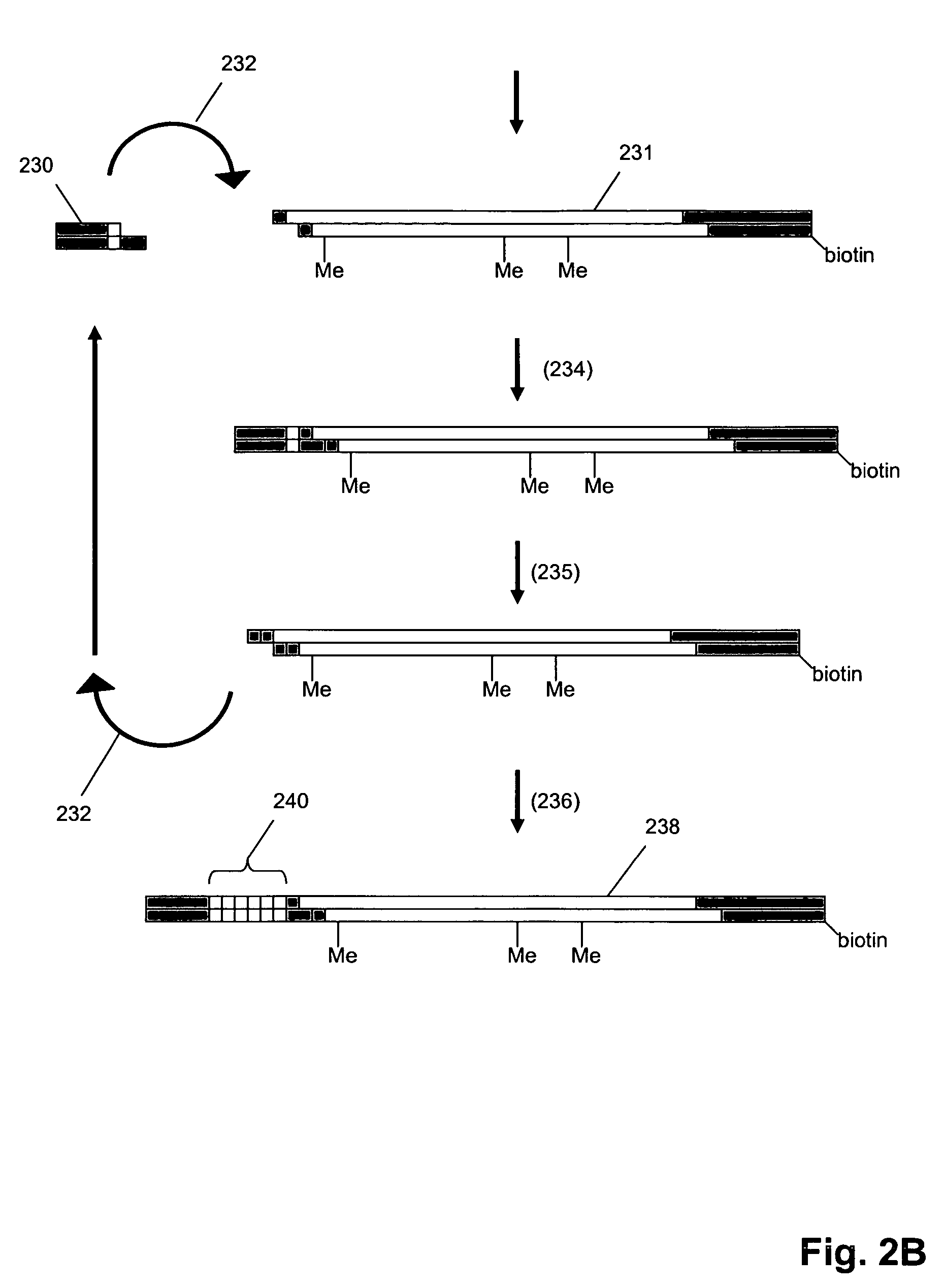 Methods and compositions for tagging and identifying polynucleotides
