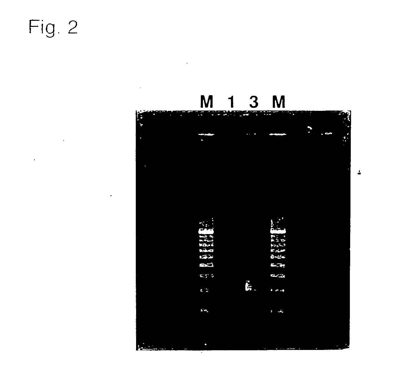 Method for HLA-typing