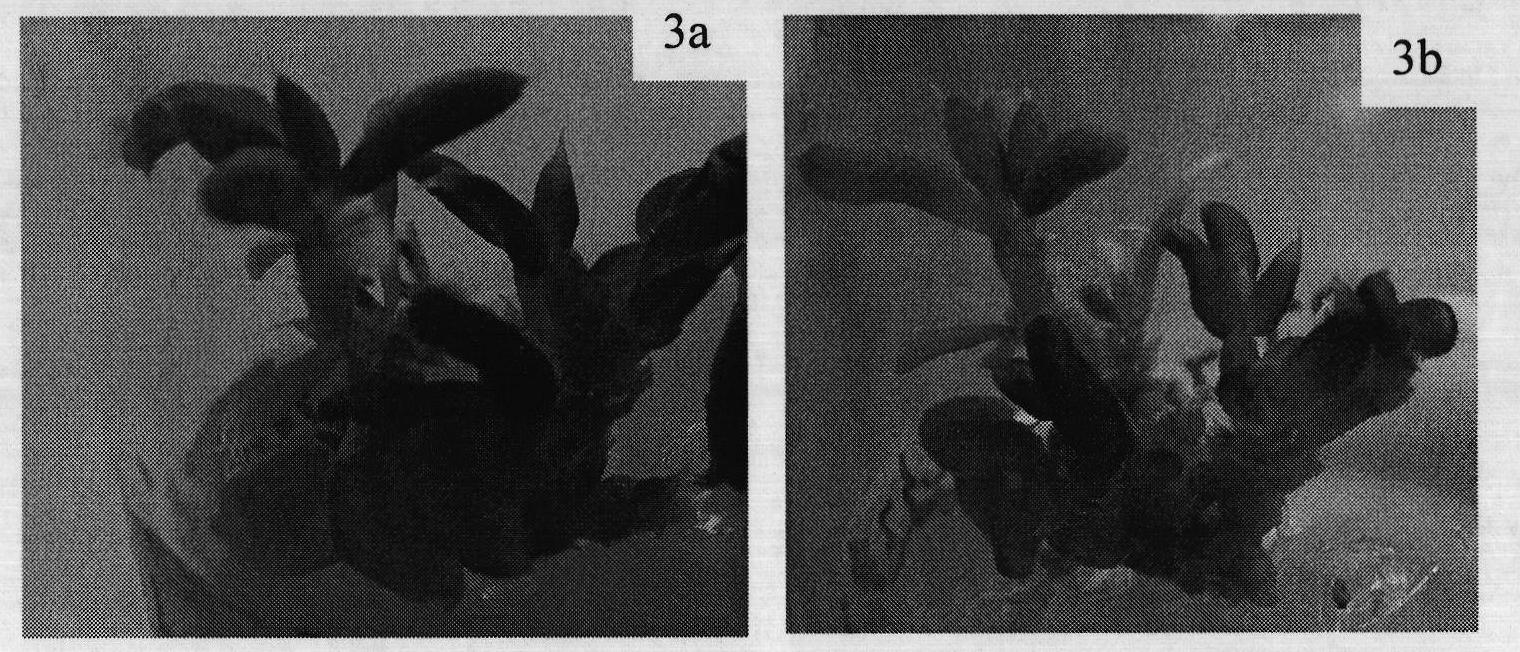 Method for inducing regeneration plant of tetraena mongolica by somatic cell embryo