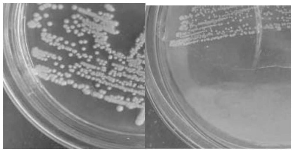 A strain of Pseudomonas monsonii for degrading oil and its application