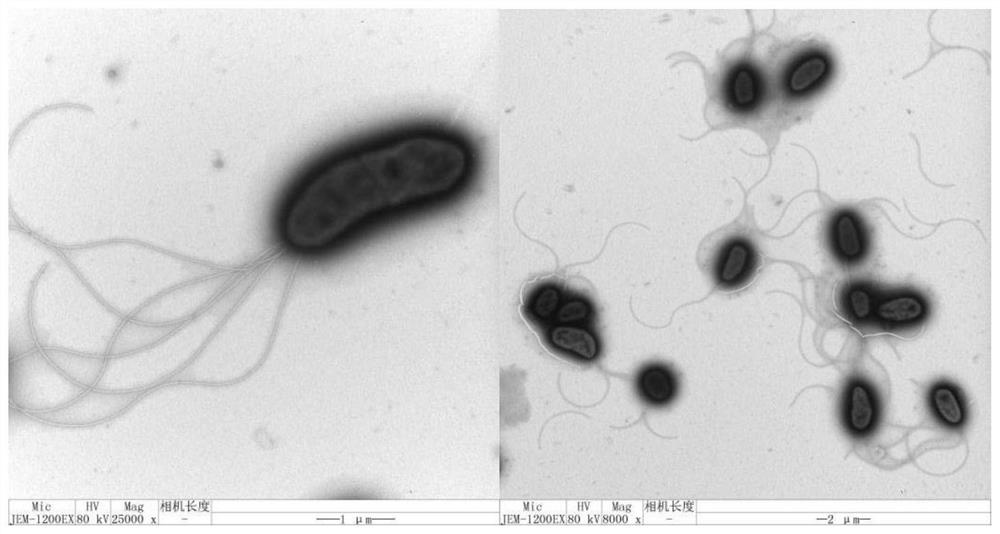 A strain of Pseudomonas monsonii for degrading oil and its application