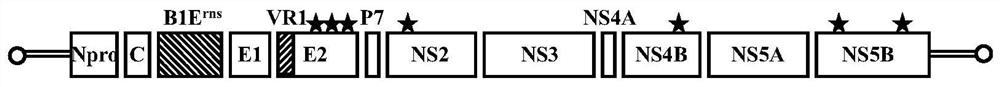 carry type 1 bvdv-e  <sup>rns</sup> Construction method of genetically high fecundity classical swine fever attenuated marker vaccine