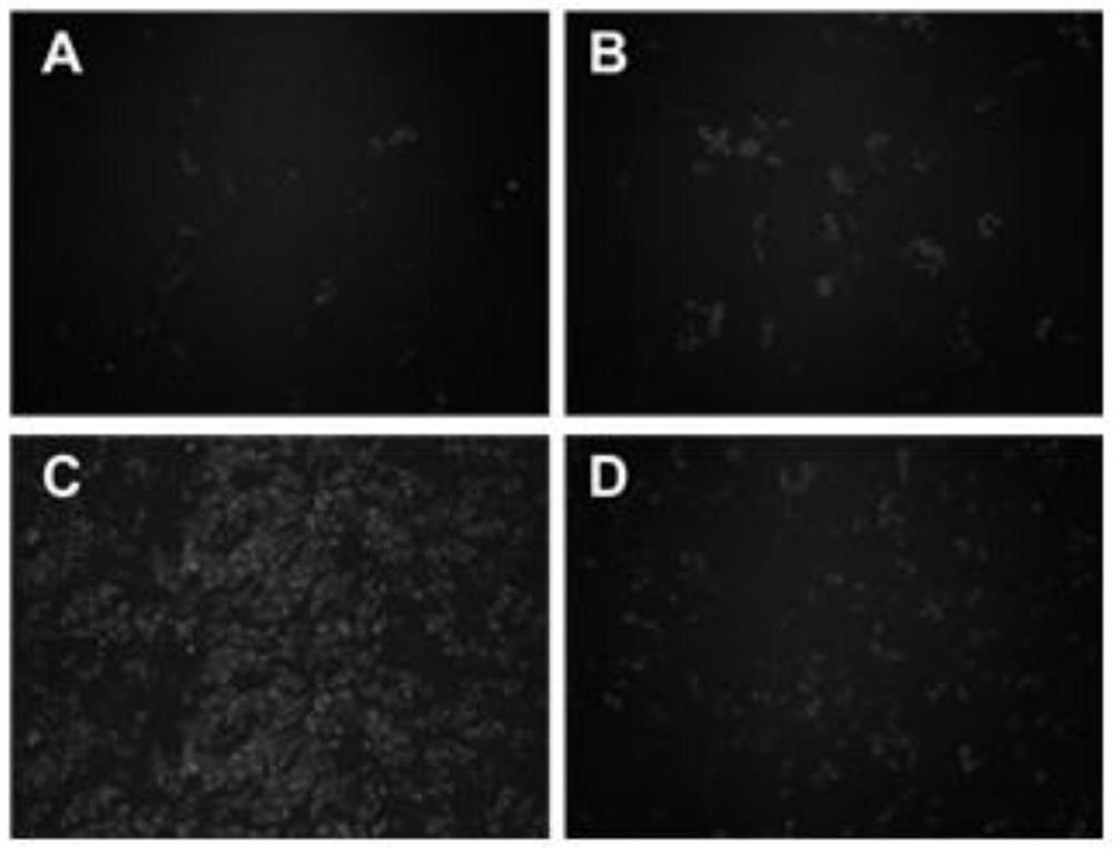 carry type 1 bvdv-e  <sup>rns</sup> Construction method of genetically high fecundity classical swine fever attenuated marker vaccine