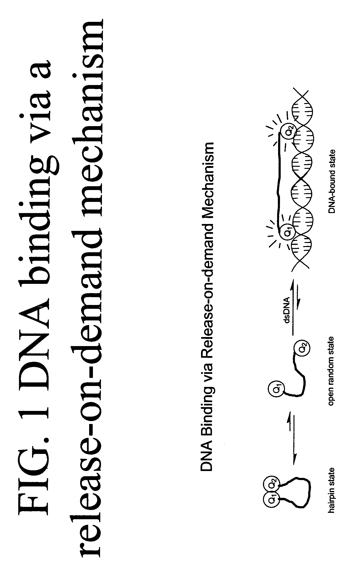 Methods of using dyes in association with nucleic acid staining or detection and associated technology