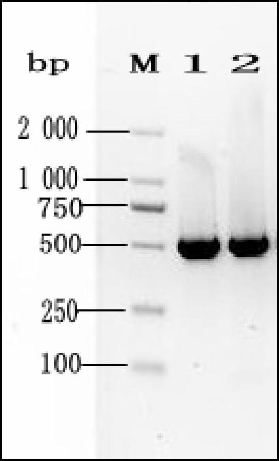 A DNA bar code standard gene sequence for Taiwan Lasiohelea