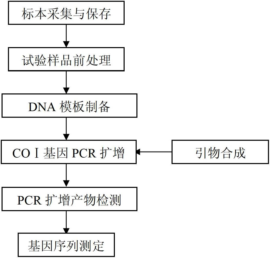 A DNA bar code standard gene sequence for Taiwan Lasiohelea