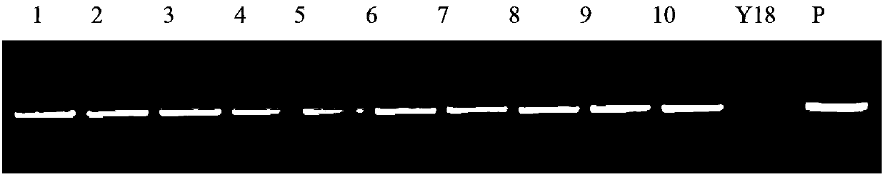 Method for cultivation of transgenic wheat resisting take-all and sharp eyespot and related biological materials thereof