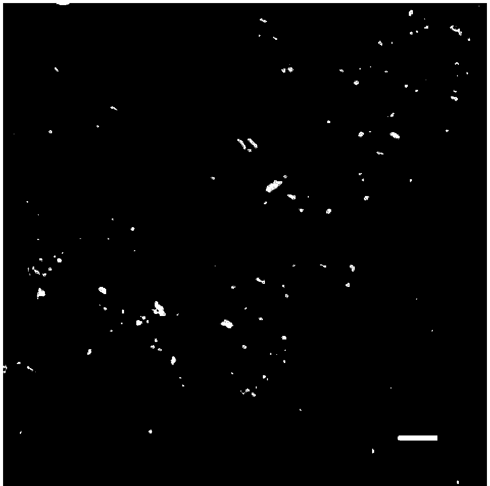 HMBG (High Mobility Group Box) 1 modified bone tissue engineering bracket material and preparation method thereof