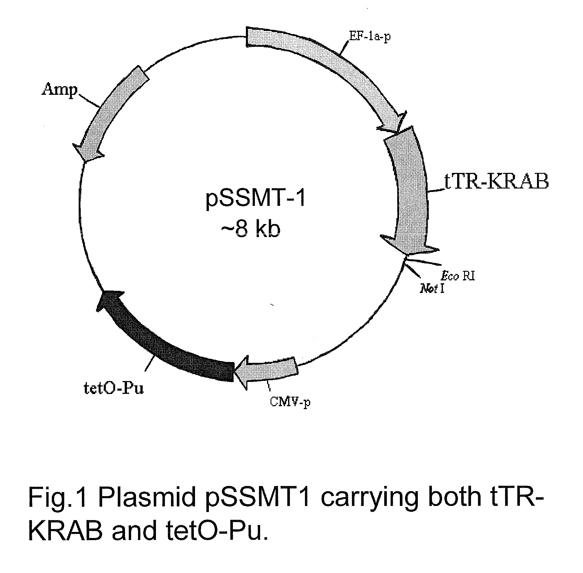 GENETIC SELECTION SYSTEM FOR IDENTIFICATION OF MicroRNA TARGET GENES