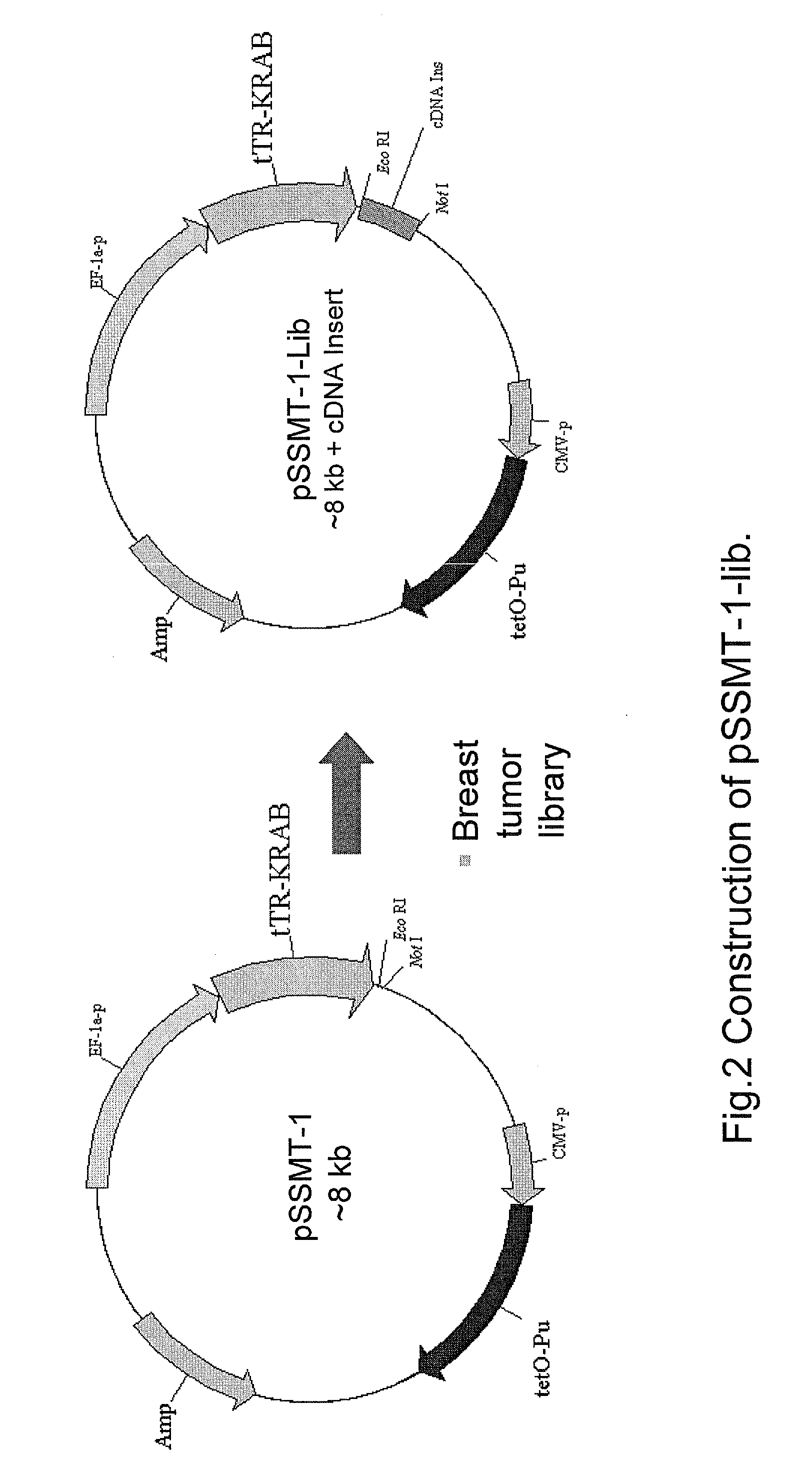 GENETIC SELECTION SYSTEM FOR IDENTIFICATION OF MicroRNA TARGET GENES