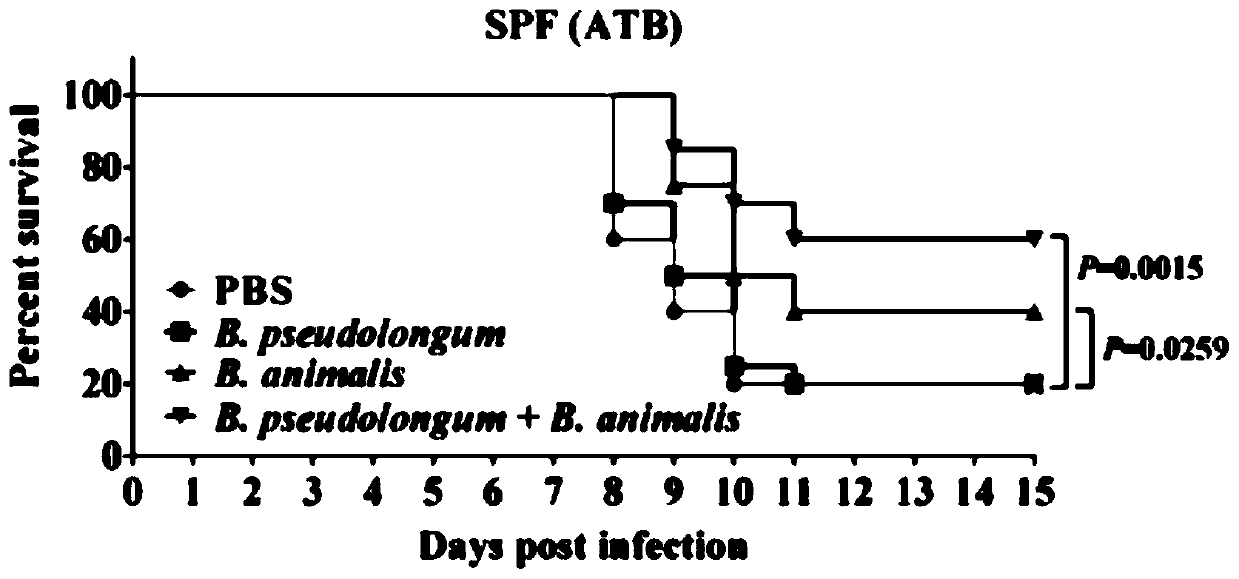Bifidobacterium animalis and application of compound bacterium preparation prepared from bifidobacterium animalis in preparation of medicine for treating or preventing avian influenza virus infection