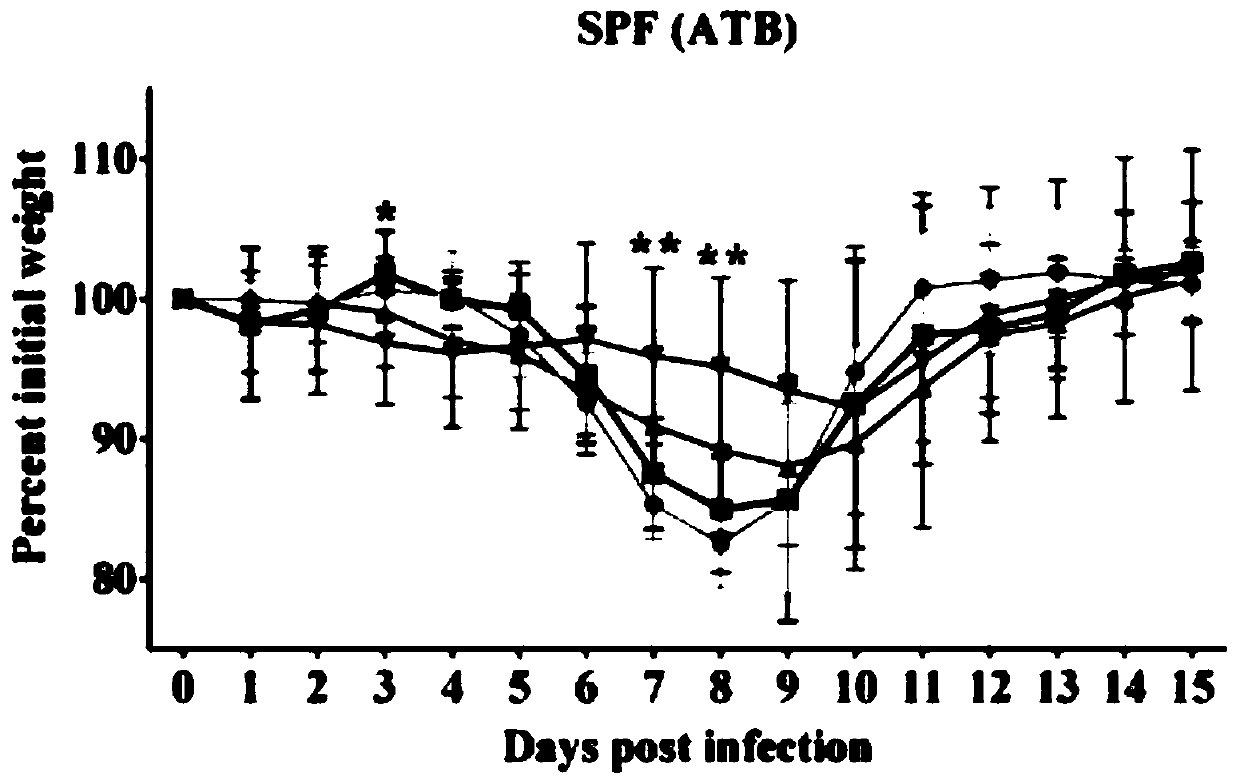 Bifidobacterium animalis and application of compound bacterium preparation prepared from bifidobacterium animalis in preparation of medicine for treating or preventing avian influenza virus infection