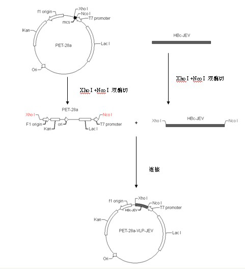 Japanese encephalitis particle vaccine and preparation method and application thereof