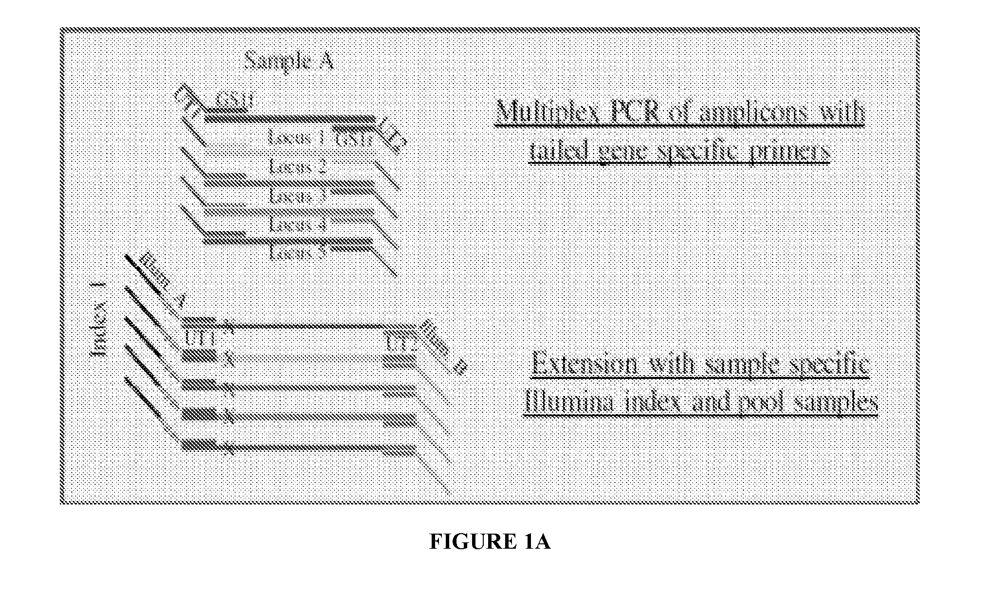 Systems and methods for universal tail-based indexing strategies for amplicon sequencing