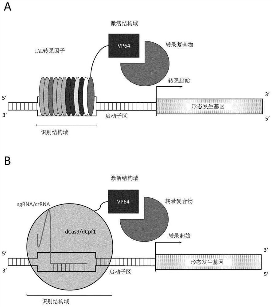 Cpf1 based transcription regulation systems in plants
