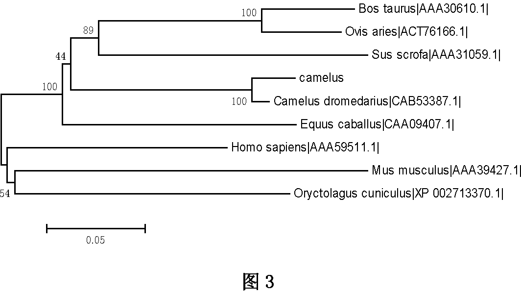 Bactrian camel lactoferrin gene, recombinant protein and cloning method thereof
