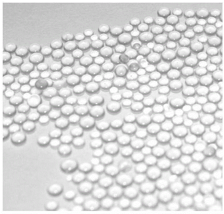 Observation system and method for micro-nano bubbles in porous media
